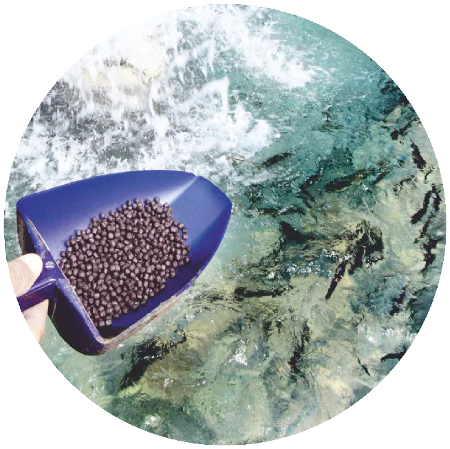 Высококачественная рыбная мука